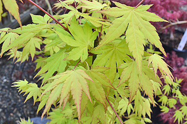 Orange Dream Japanese Maple