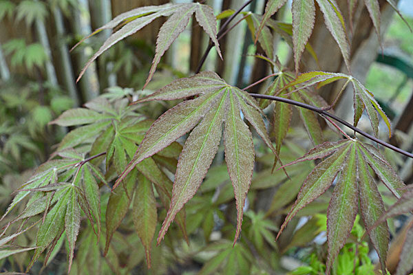 Osakazuki Japanese Maple