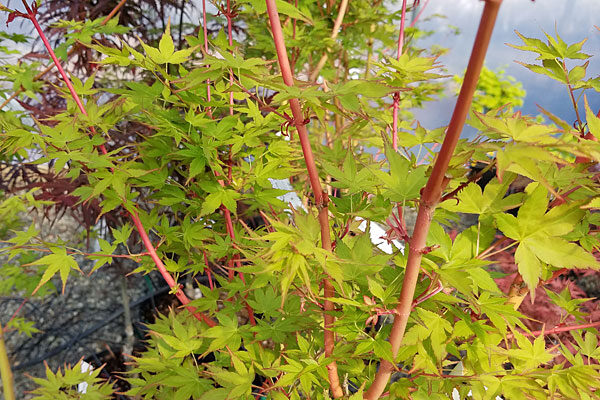 Winter Orange Japanese Maple