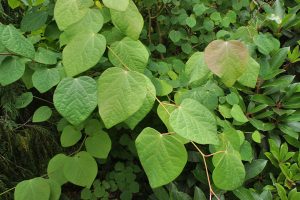 Redbud Hazel