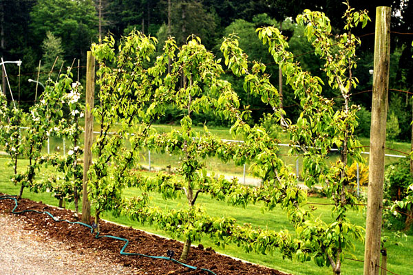 Grow a Fruiting Wall: Espalier and Beyond