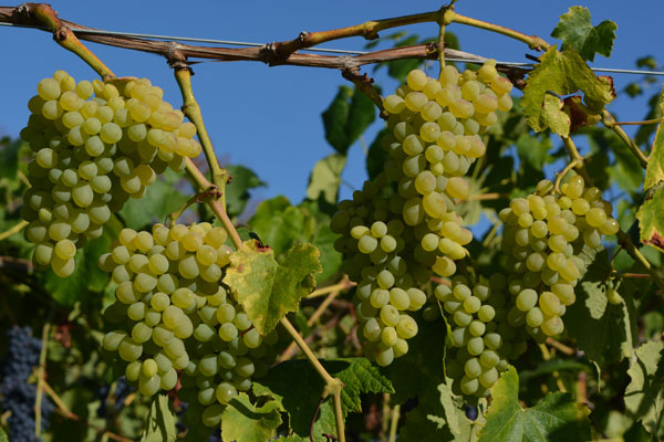 Gratitude Table Grape