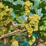 Iskorka Wine Grapevine