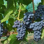 Pinot Noir 71(French 777) Grap