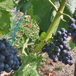 Pinot Noir Precoce Wine Grapev