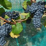 Zweigelt-Rebe Wine Grapevine