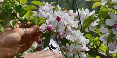 Flower Thinning Fruit Trees