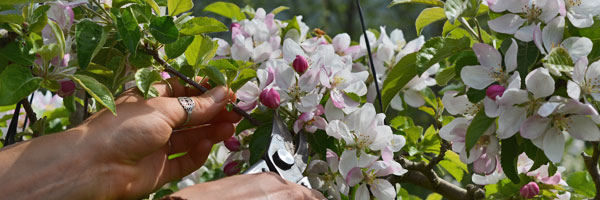 Flower Thinning Fruit Trees