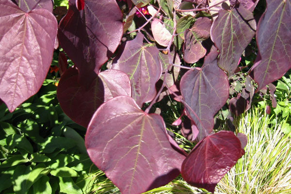Forest Pansy Redbud