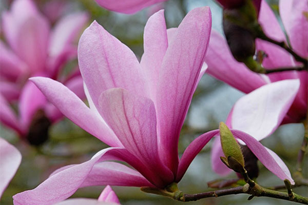Galaxy Magnolia
