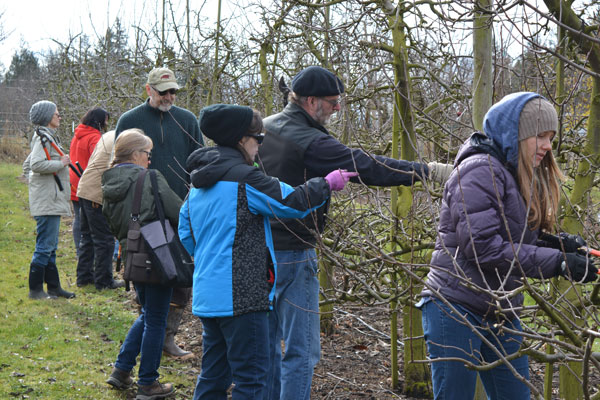 Advanced Apple and Pear Growing, Two Part Hands-On Course Session B