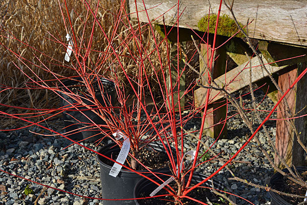 Blood Orange Shrub Dogwood