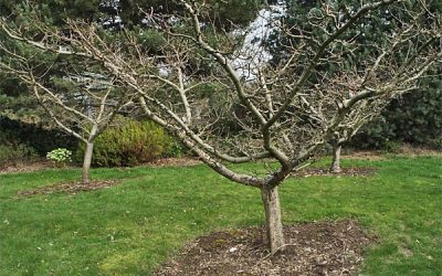 Winter Scouting Fruit Trees