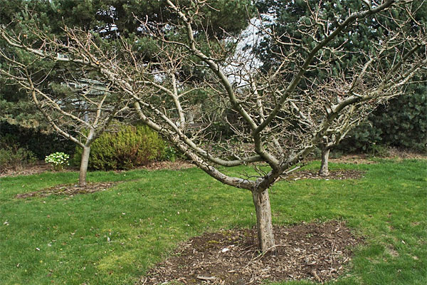 Winter Scouting Fruit Trees