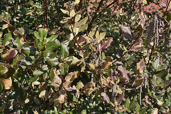 Winter Damaged Plants