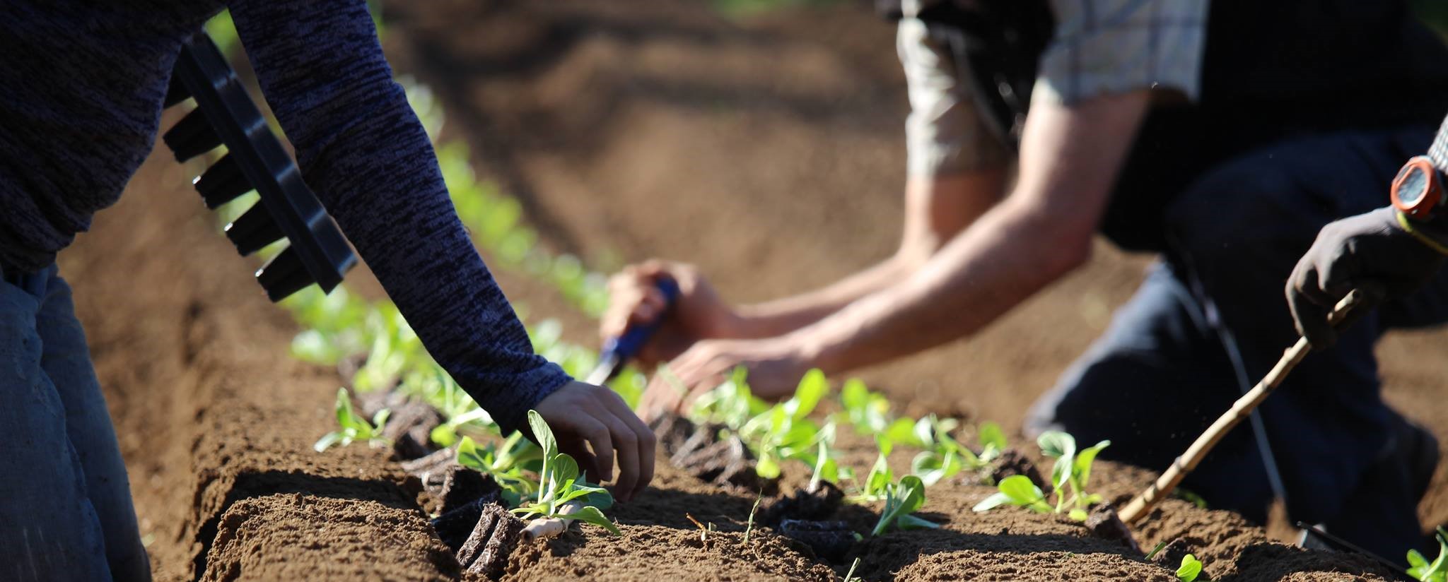 CMFC planting by hand Planting bare root
