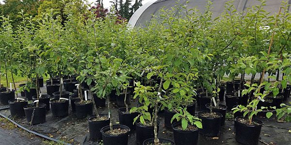 30% off Older Apple & Pear Trees