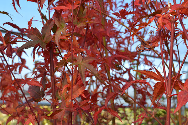 Katsura Hime Japanese Maple