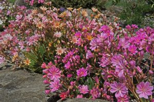 Lewisia cotyledon Hybrids