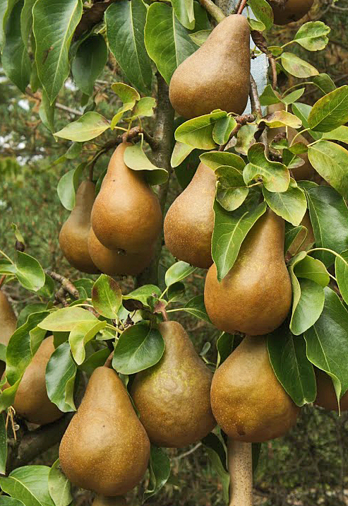 pear varieties chart