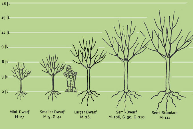 ¿Qué tan grande es un árbol frutal enano?