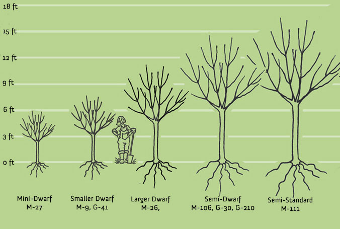 Fruit Tree Planting Spacing Fruit Tree Guild Plans Fruit Tree Guild