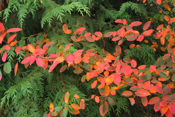 Autumn Brilliance fall color