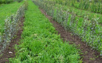 How We Produce Fruit Trees