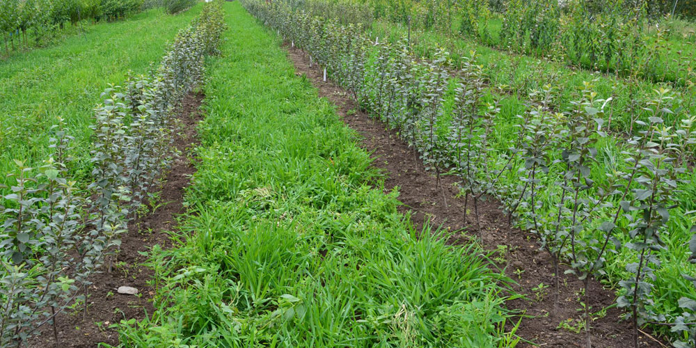 How We Produce Fruit Trees