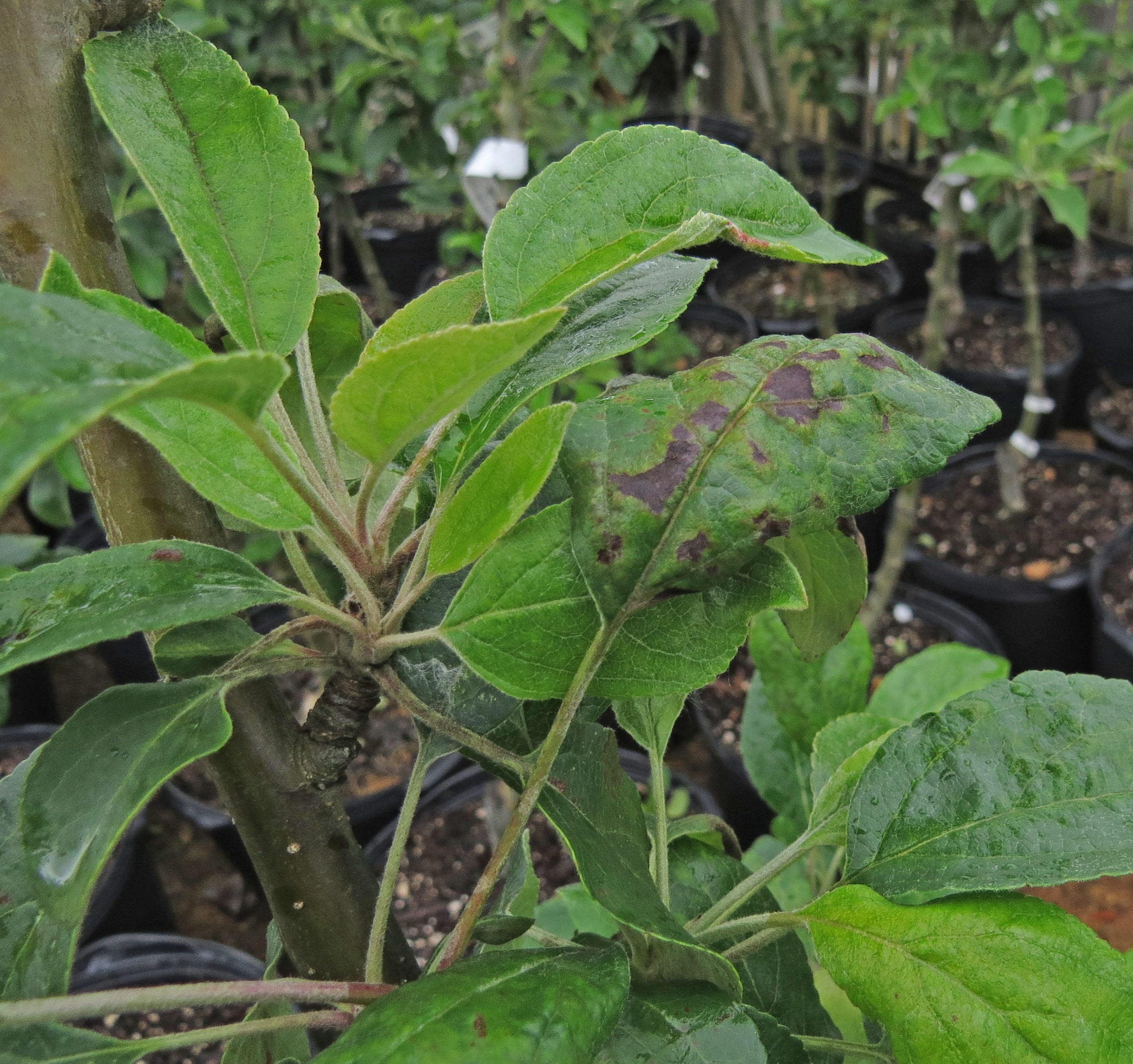 Cosmic Crisp® Apple Tree  Cloud Mountain Farm Center & Nursery