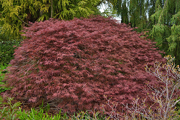 Garnet Laceleaf Japanese Maple