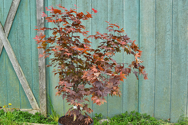 Ruslyn in the Pink Dwarf Maple