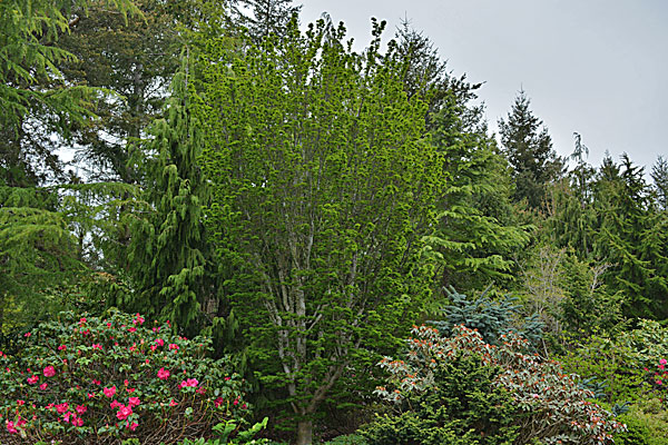 Shishigashira Japanese Maple