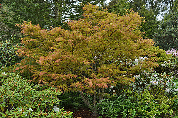 Villa Taranto Japanese Maple