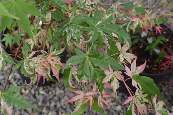 Cotton Candy Japanese Maple