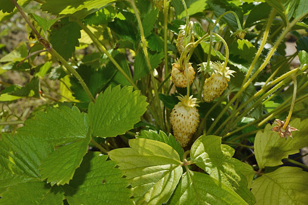 30 Seeds 'Pineapple Crush' Plant Seeds Organic Gourmet White Alpine Strawberry 