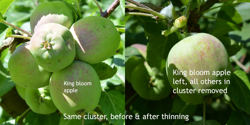 Growing Apples | Cloud Mountain Farm Center  Nursery