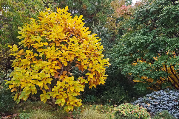 Armenian Oak