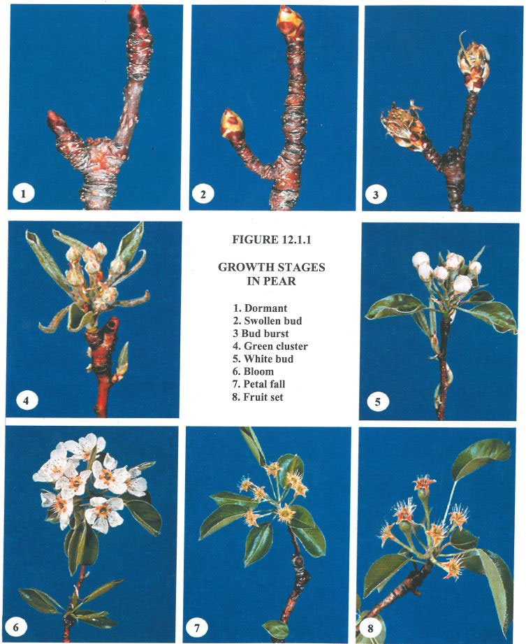 pear varieties chart