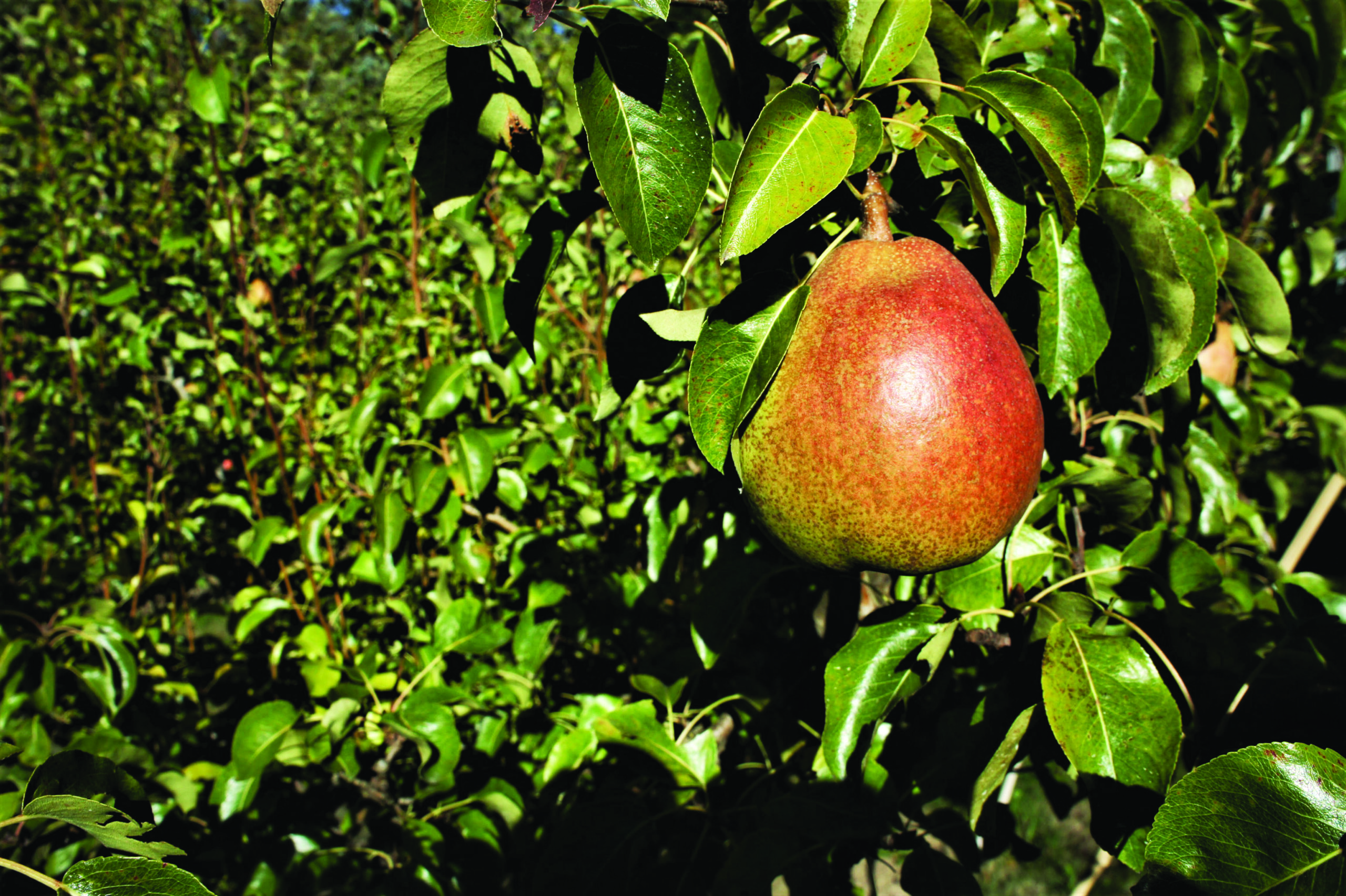 Fall Fruit Extravaganza