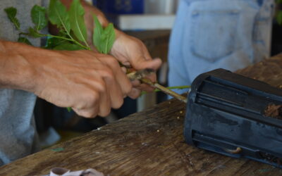 Propagating and Growing Fruit Trees for the CMFC Nursery