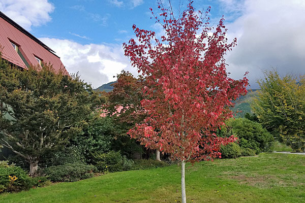 Burgundy Belle® Red Maple