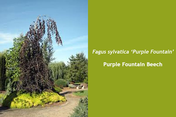 Purple Fountain Beech
