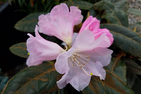 Rhododendron Teddy Bear