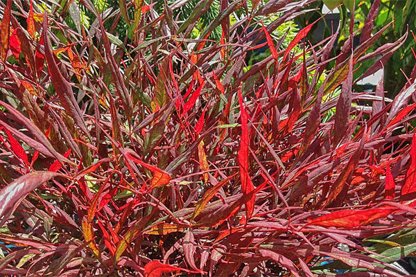 Burgundy Wine Heavenly Bamboo