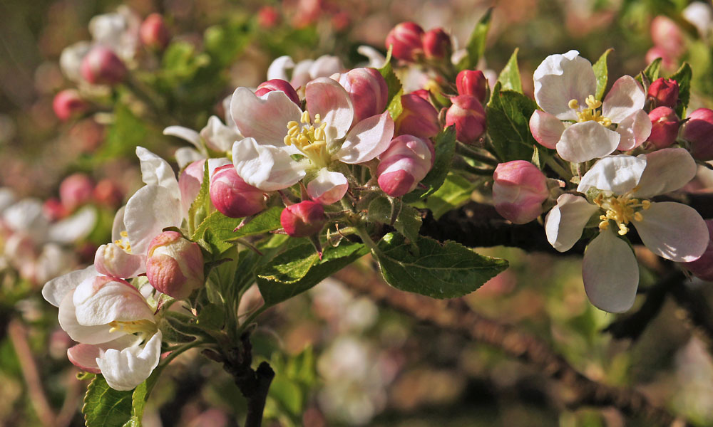 Apple-Blossoms-3