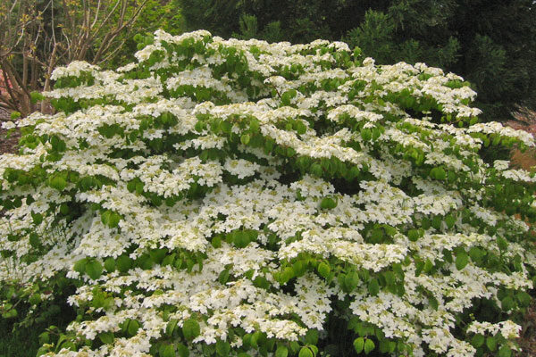 Shasta Viburnum