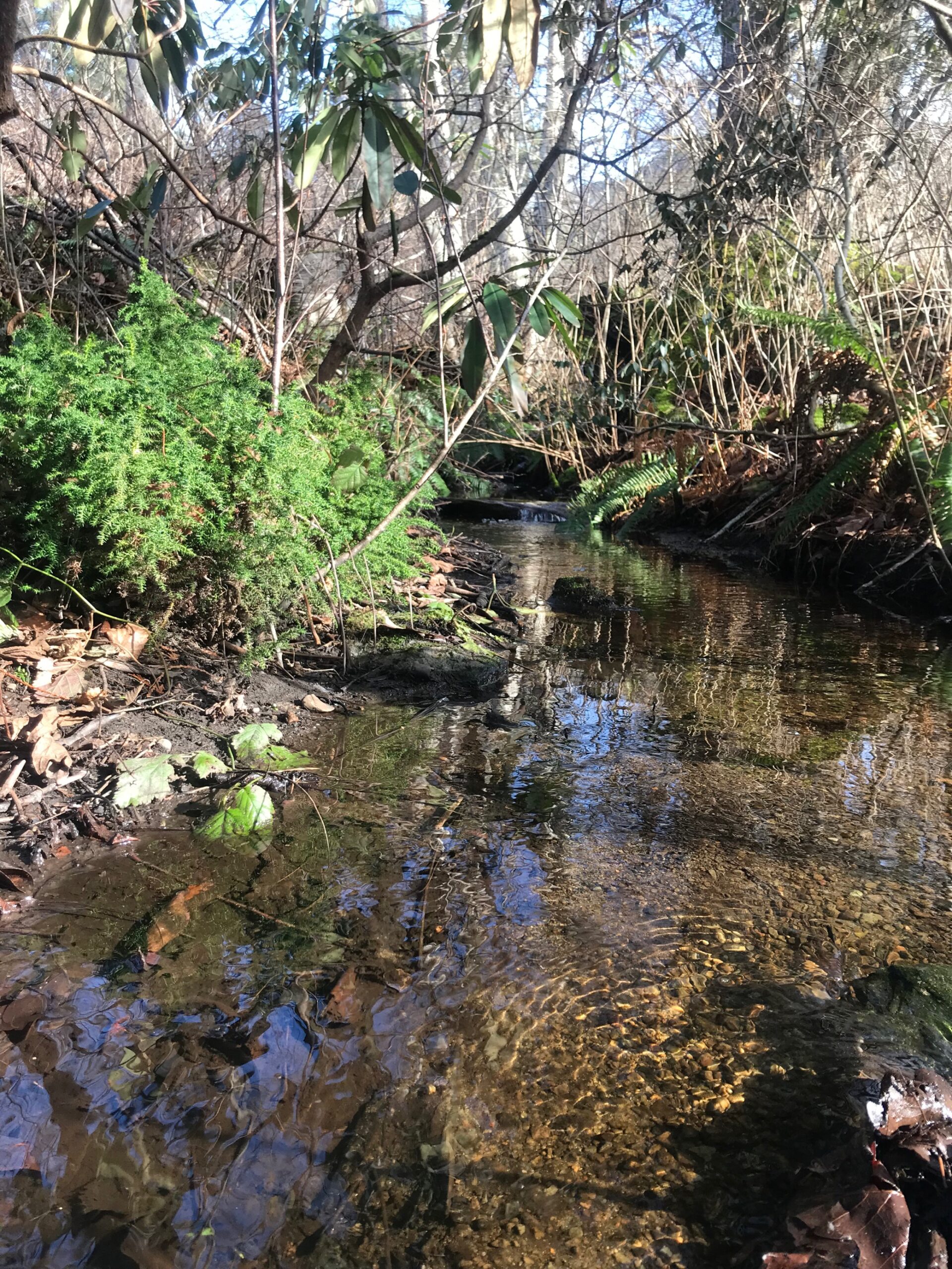 Goodwin Creek Work Party