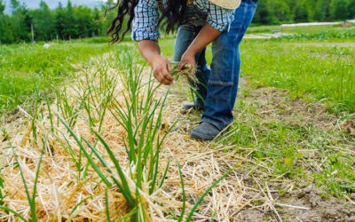 Flynn Farms Plants Seeds of Food and Community