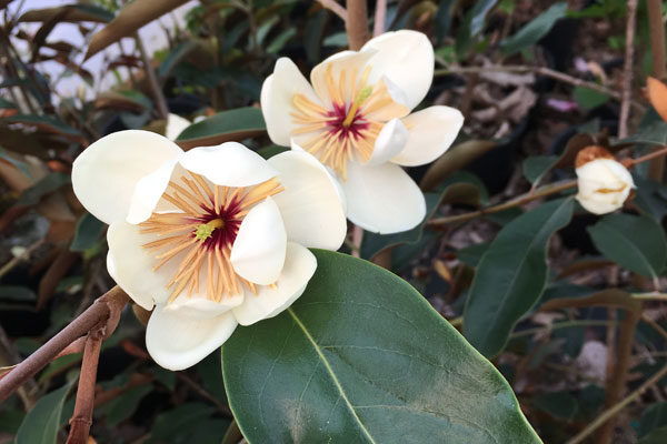 Coppertallica Magnolia